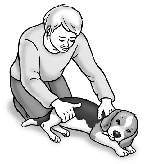 Managing Your Beagle’s Day-to-Day Health