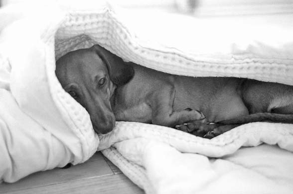 Making Your Home Dachshund-Proof