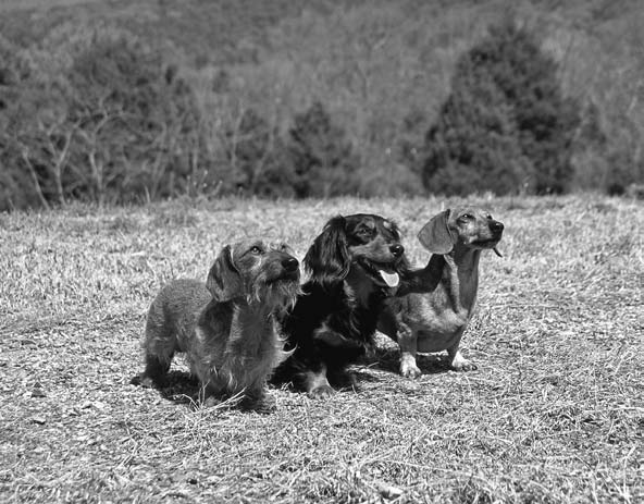 The Long and Short of Dachshund Varieties
