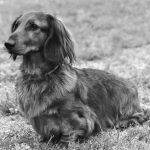 Is a Dachshund Right for You?