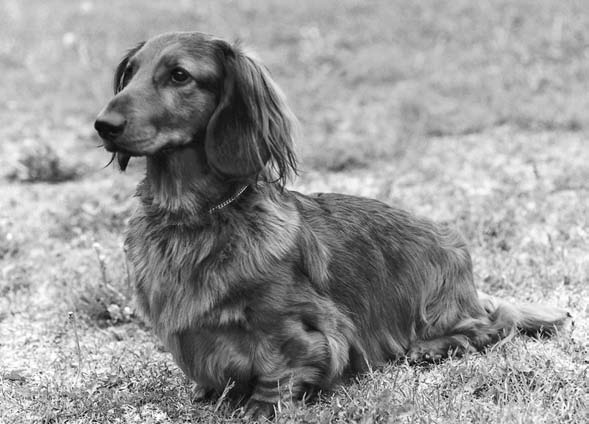 Is a Dachshund Right for You?