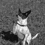Training Your Chi for Canine Events, Tricks, and for Show