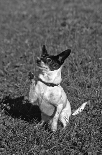 Training Your Chi for Canine Events, Tricks, and for Show