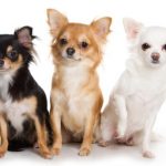 Ten (Or So) Famous Chihuahuas