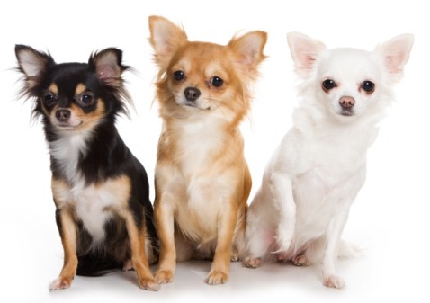 Ten Questions to Ask Chihuahua Breeders