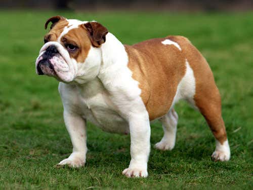 Ten Good Reasons for Not Breeding Your Bulldog