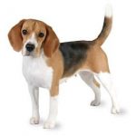 Ten Unique Beagle Occupations and Activities