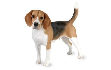 Ten Unique Beagle Occupations and Activities