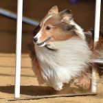 Ten Ways to Ensure Fido’s Fit for Tricks and Agility