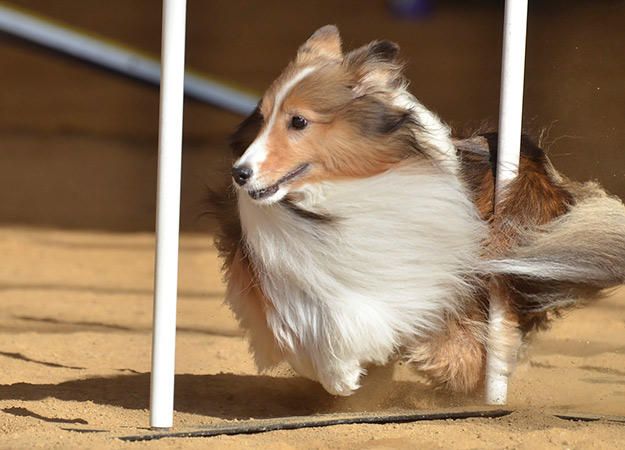 Ten Ways to Ensure Fido’s Fit for Tricks and Agility