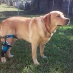 Top Ten Sports Injuries for Dogs