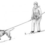 Harness Sports: Bringing Pulling Dogs to the Starting Line