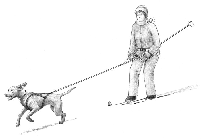 Harness Sports: Bringing Pulling Dogs to the Starting Line