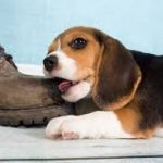 Ten Reasons Why Dogs Do What They Do