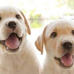 Ready, Set, Stop: What You Need to Know Before You Choose a Dog