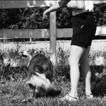 Getting the Lead Out: Exercising Your Dog