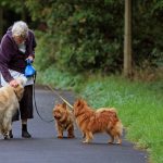 5 Lời khuyên để giữ chó già của bạn khỏe mạnh