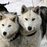 Giới thiệu về giống chó Siberian Husky