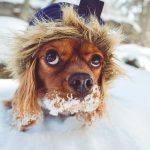 8 mẹo để chăm sóc thú cưng mùa đông này