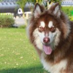 Giới thiệu loài chó Alaskan Malamute