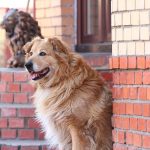 5 Lời khuyên phòng bệnh dại cho chó