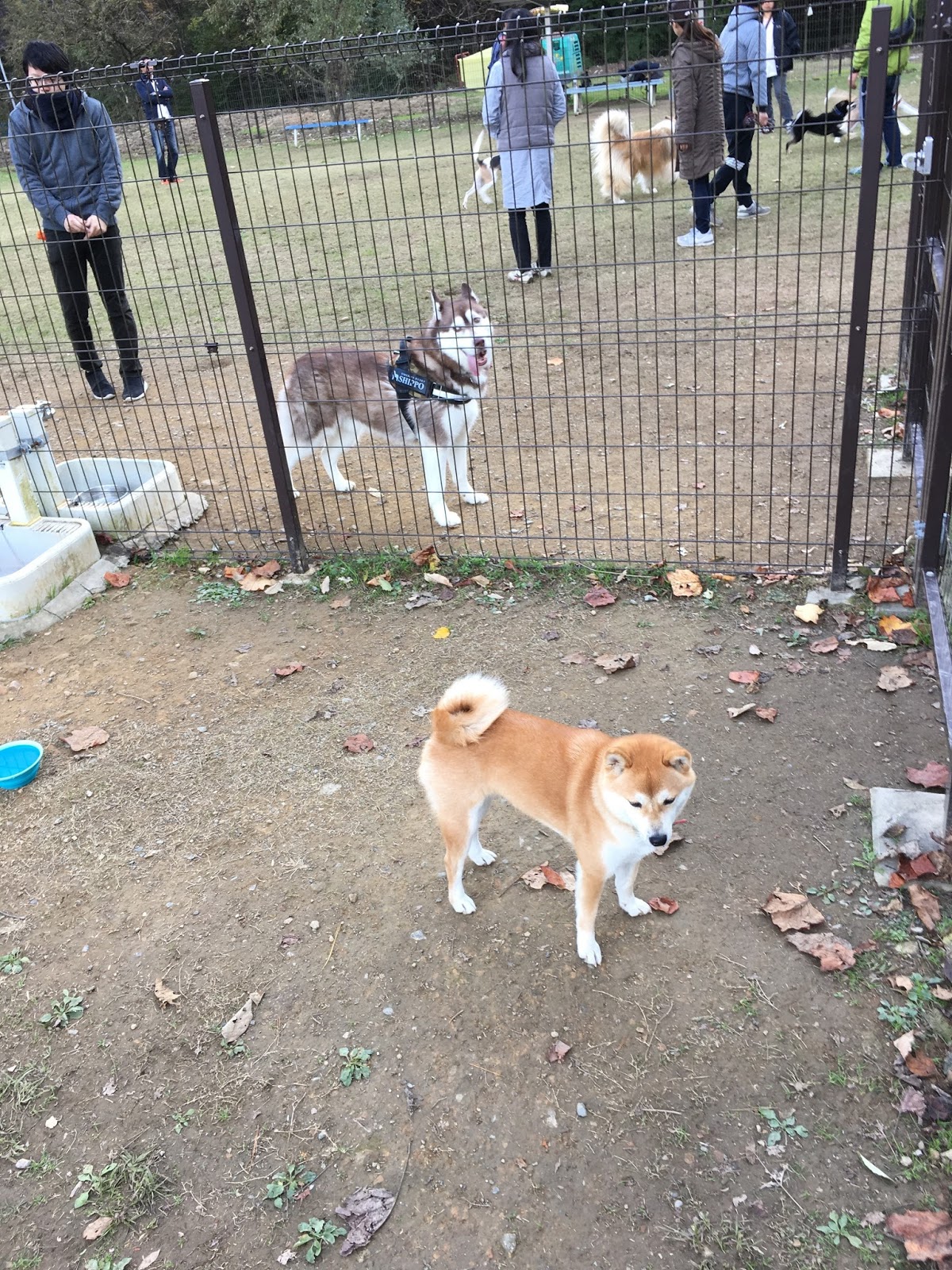 Tôi đã đi đến công viên chó chạy ở thành phố Gifu Nhật Bản