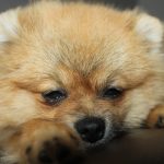 12 điều bạn cần biết về chó Pomoranian