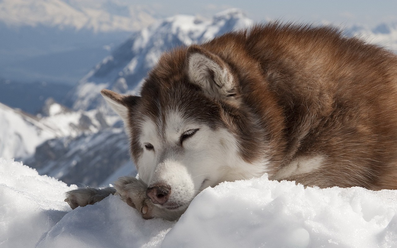 Hình ảnh những chú chó Husky Sibir dễ thương