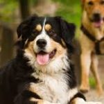 Not Just for Purebreds: Showing Off with Your Mixed Breed