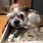 The Special Needs of Senior Dogs