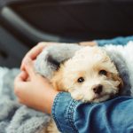Getting Ready for Your Dog’s Arrival