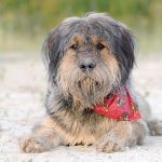 Photos Of Mixed Breed Dogs