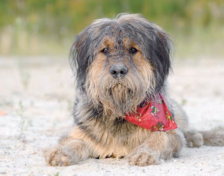 Photos Of Mixed Breed Dogs