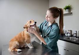 Finding and Working with a Vet