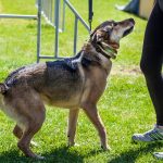 Tackling Mixed-Breed Training Challenges