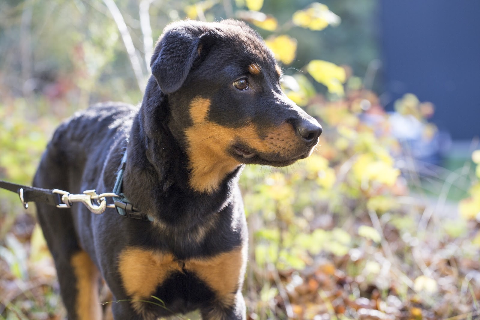 Hình ảnh những chú chó Rottweiler cực đẹp