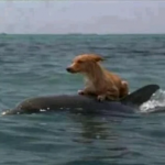 Cá voi cứu sống con chó trên biển