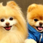 Ten Fun Facts about Poms
