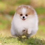 Ten Cool Activities to Do with Your Pom