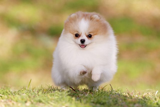 Ten Cool Activities to Do with Your Pom