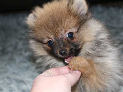Eating Out of the Pom of Your Hand