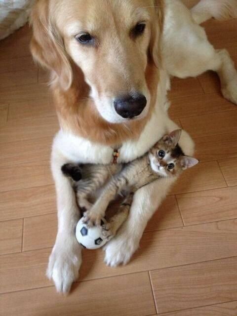 Funny chó và mèo