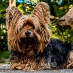 Chăm sóc cho Yorkshire Terrier – Những điều bạn nên biết