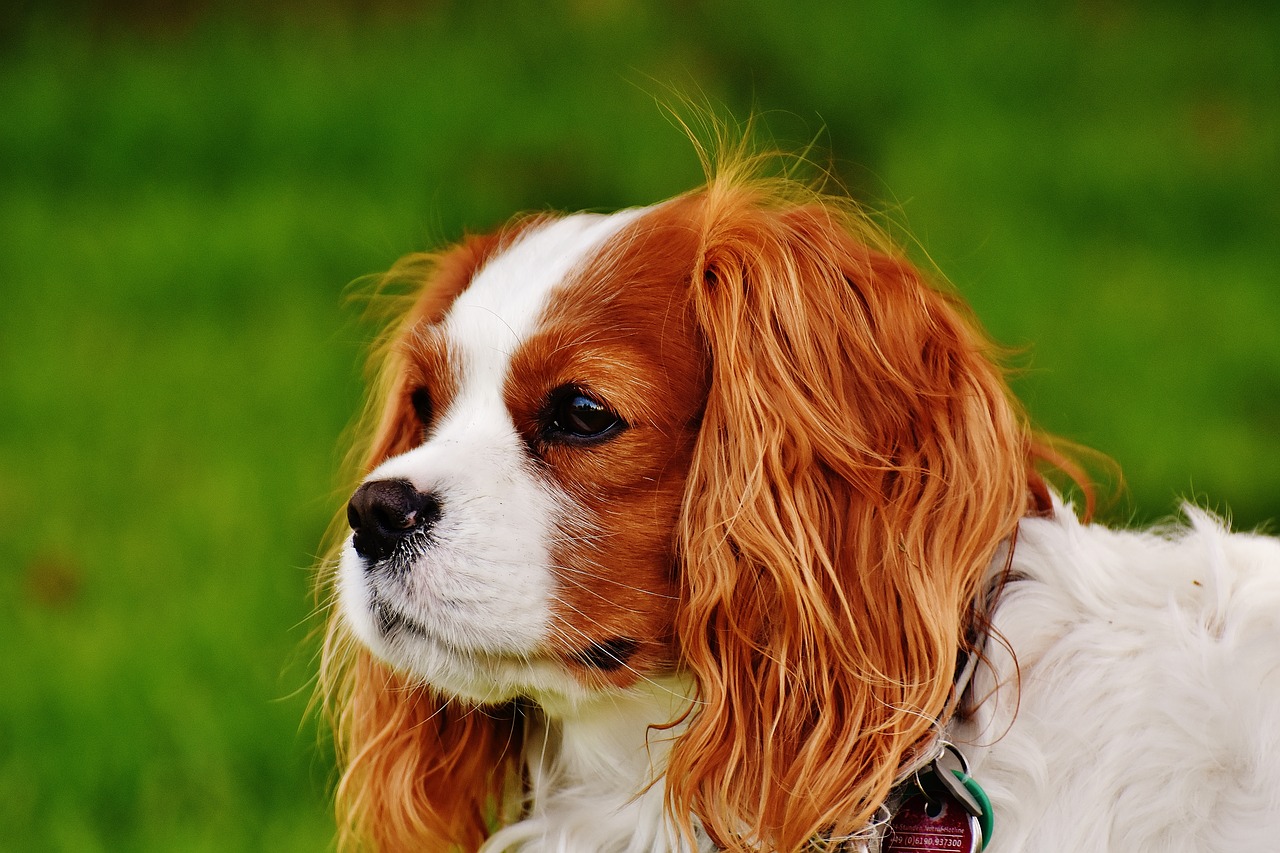 Những hình ảnh siêu đáng yêu của cún Cavalier King Charles Spaniel