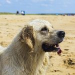 25 lý do tại sao Golden Retrievers là những con chó cao cấp