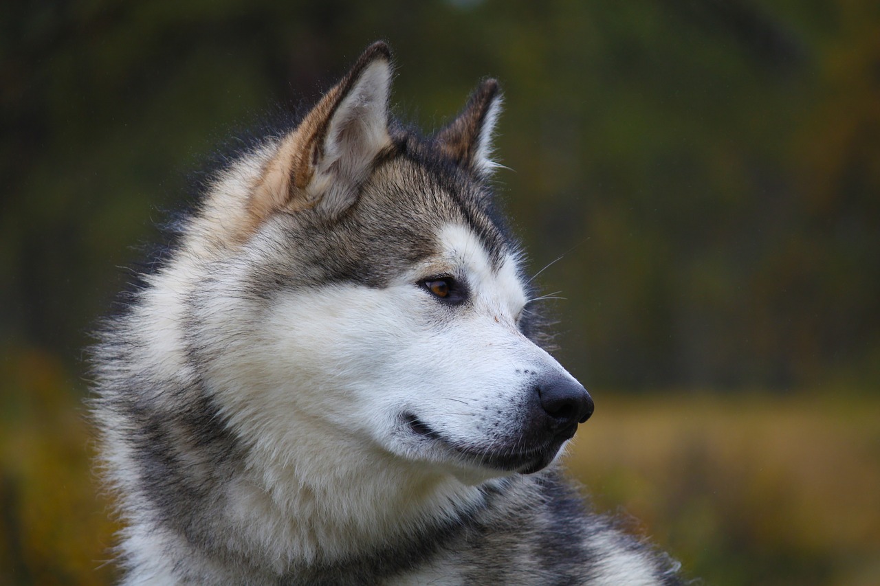 Hình ảnh loài chó Alaskan Malamute dễ thương