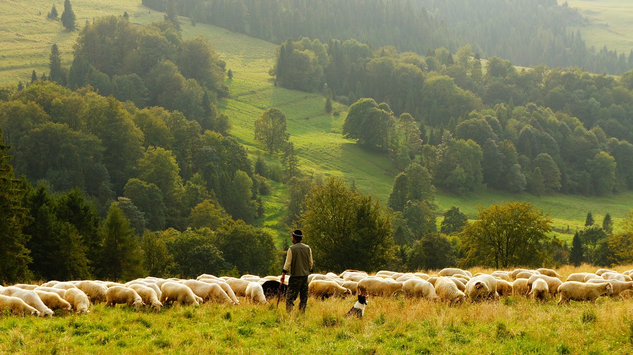 SHEPHERD: Hình ảnh Chó chăn cừu Đức dễ thương