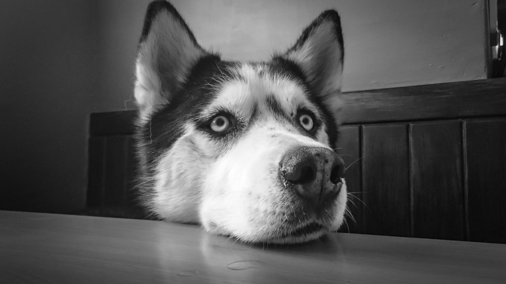 Hình nền : chó, sakhalin husky, Chân dung 1600x2400 - CRxPhoenixHD -  1557993 - Hình nền đẹp hd - WallHere