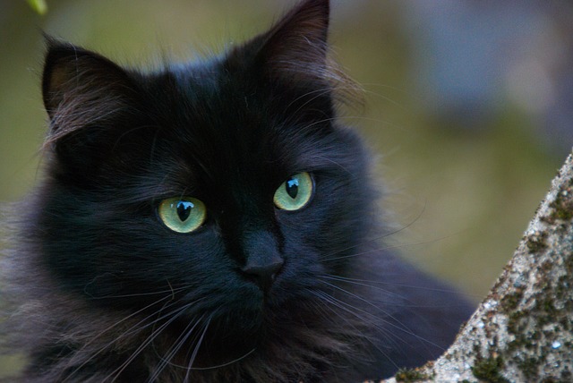 Tại sao những con mèo đen được coi là không may mắn?