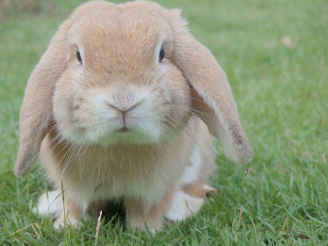 Thỏ có thật sự yêu cà rốt không?